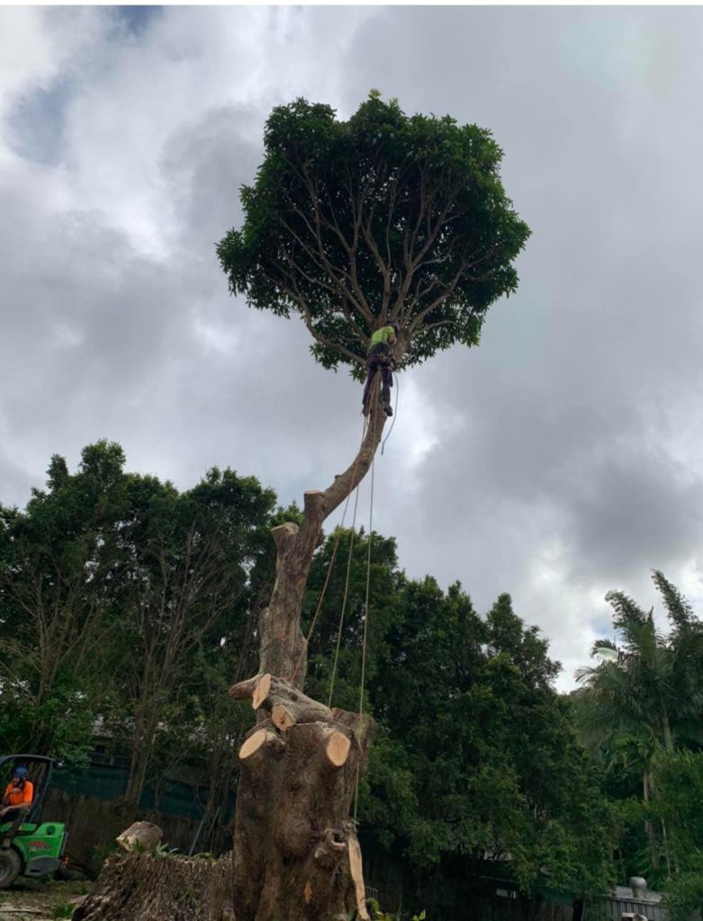 tree trimming sunshine coast